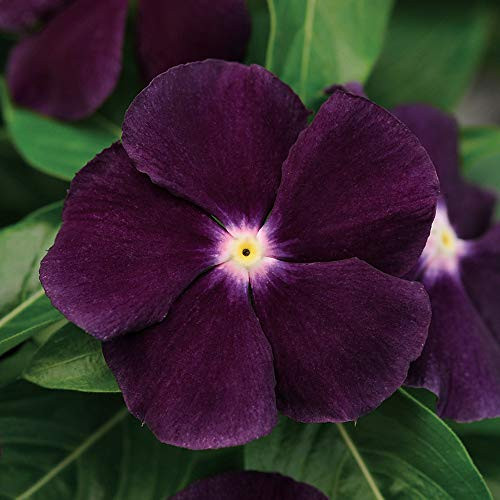 Outsidepride Tattoo BlackBerry Vinca Flower Seed - 100 Seeds