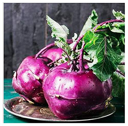 Purple Vienna Kohlrabi Seeds - Marde Ross  and  Company