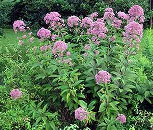 Eutrochium purpureum Purple Joe-Pye  200 Seeds