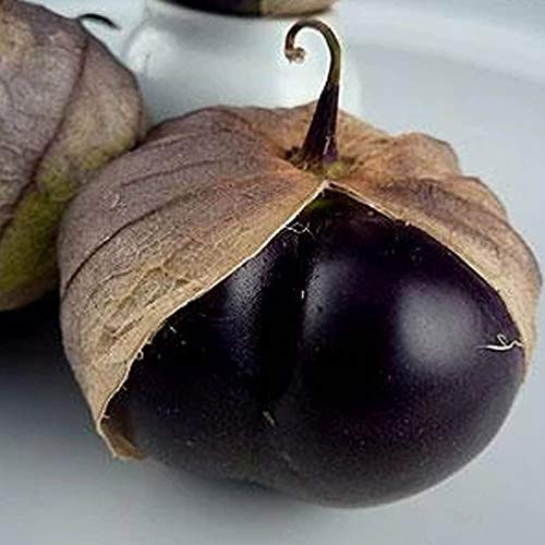 Organic Purple Tomatillo - 500 Mg Packet ~40 Seeds - Organic  Heirloom  Open Pollinated  Non-GMO  Farm  and  Vegetable Gardening Seeds
