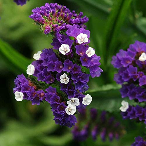 PAPCOOL 100 Pacific Purple Statice Fl?wer S??ds - RareS??ds for Pl?nting PAPCOOL 100 Pacific Purple Statice Fl?wer S??ds - RareS??ds for Pl?nting