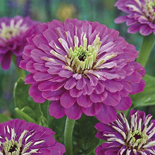 PAPCOOL Zinnia 100 Royal Purple Zinnia Fl?wer S??ds - RareS??ds for Pl?nting PAPCOOL Zinnia 100 Royal Purple Zinnia Fl?wer S??ds - RareS??ds for Pl?nting