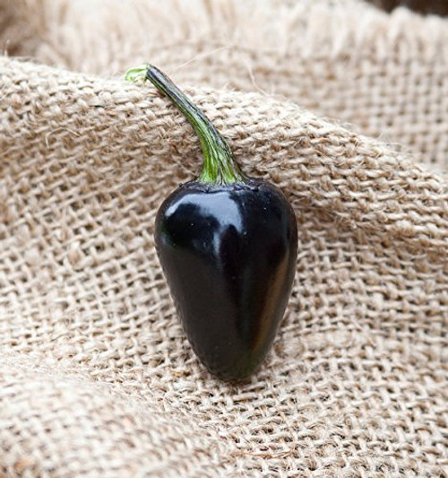 Purple Jalapeno Heirloom Pepper Premium Seed Packet Plus More Purple Jalapeno Heirloom Pepper Premium Seed Packet Plus More