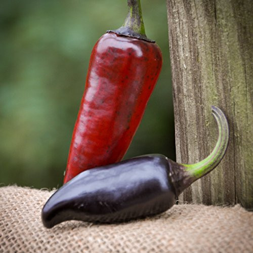 Purple Serrano Chile Pepper Premium Seed Packet Record Hottest in The World Plus More