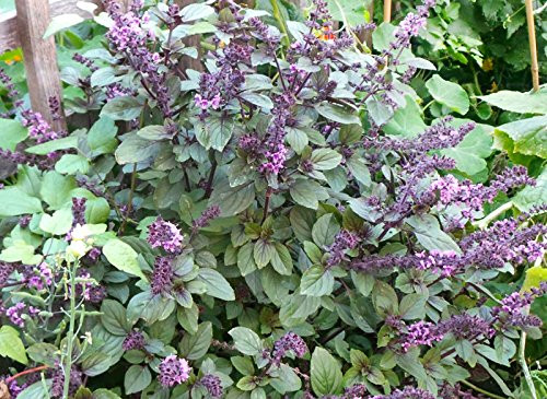 50Plus African Blue Spice Basil Seeds  Herb  Rare  Non-GMO  Sweet  Aromatic  Delicious  Vanilla Fragrant  from USA