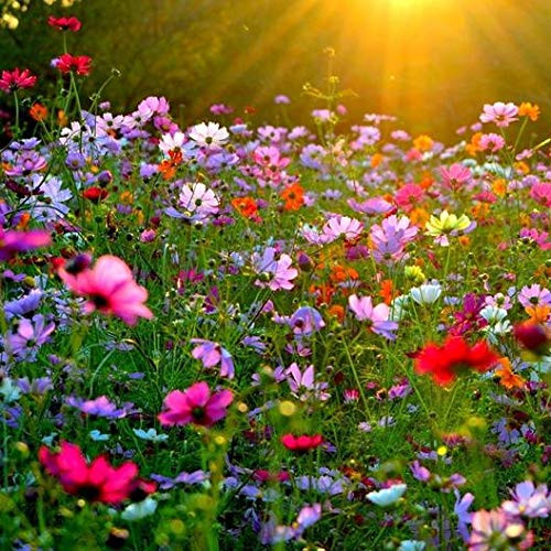 Cosmos Cosmos bipinnatus  Non-GMO-Cosmos Flower Seed Mix Bulk Package of10 000 Seeds  10g Cosmos Cosmos bipinnatus  Non-GMO-Cosmos Flower Seed Mix Bulk Package of10 000 Seeds  10g