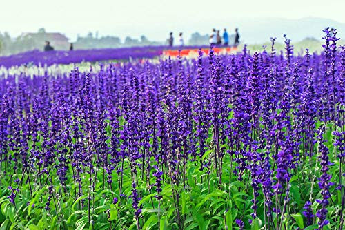 2000 Seeds  Sage "Sapphire Blue"  Salvia farinacea  Seeds