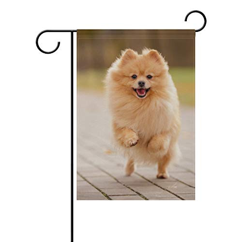 Hokkien BlueViper Orange Pomeranian Spitz Running Garden Flag Double Sided 12 x 18 Inch  Yard Flags  Decorative Small Garden Flags  Outdoor Lawn and Garden Decor