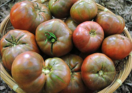 PAPCOOL Tomato S??DS for Pl?nting - 40 Cherokee Purple Tomato S??DS