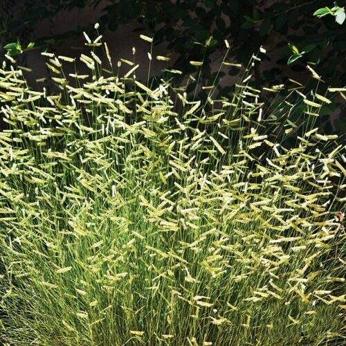PAPCOOL 25 Gr?ss S??DS for Pl?nting - Blonde Ambition Blue Grama Gr?ss Ornamental