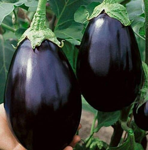 Fresh Seeds - Black Beauty Eggplant  LMS  Seed - Heirloom Purple Aubergine Seeds  5.0gr  -Plus1.200