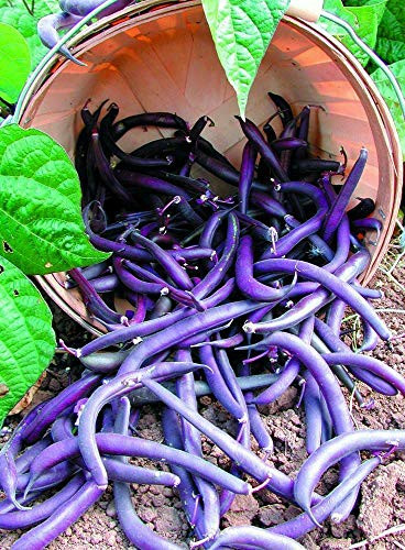 Purple Bean Seeds  Royal Burgundy  Heirloom Bean  Bush Green Beans jocad  75 Seeds
