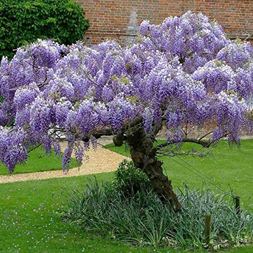 Blue Chinese Wisteria 4 Seeds - Wisteria Sinensis - Perennial Climbing Vine Blue Chinese Wisteria 4 Seeds - Wisteria Sinensis - Perennial Climbing Vine