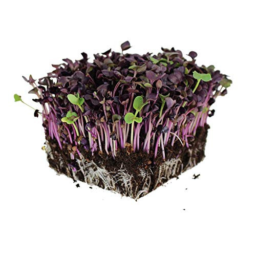 Organic Sango Purple Radish Seeds - 1 Oz - Purple Leaves - Non-GMO  Vegetable  Sprouting and Microgreen Seed