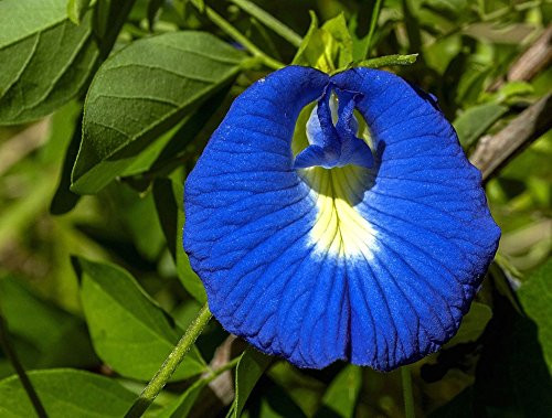 Clitoria ternatea Single Blue Butterfly Pea 5_Seeds Clitoria ternatea Single Blue Butterfly Pea 5_Seeds