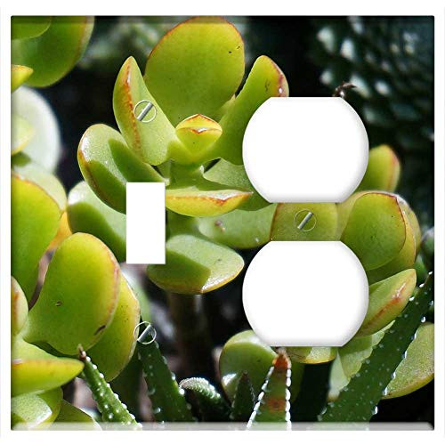 2-Gang Toggle Outlet Combination Wall Plate Cover - Jade Plant Succulent Container Plant Plant Nature 1 2-Gang Toggle Outlet Combination Wall Plate Cover - Jade Plant Succulent Container Plant Plant Nature 1