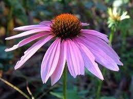 VietFA Coneflower S??DS for Pl?nting - Purple Coneflower S??DS 25 S??D