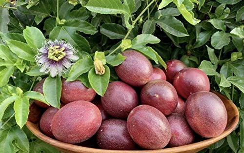 PAPCOOL Passiflora S??ds for Pl?nting 20 Hawaiian Purple Passion Fr?it S??ds Lilikoi Passiflora Edulis for Gr?wing