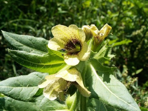 200 HENBANE  Stinking Nightshade   Black Henbane  Hyoscyamnus Niger Flower Seeds 200 HENBANE  Stinking Nightshade   Black Henbane  Hyoscyamnus Niger Flower Seeds