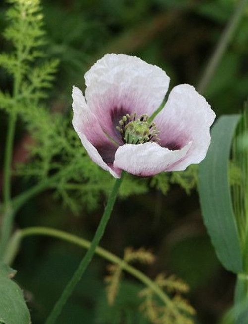 350 TASMANIAN Purple  and  White POPPY Papaver Somniferum Flower Seeds