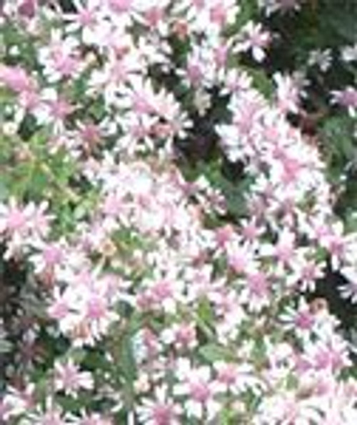 100 LADY IN BLACK CALICO ASTER Aster Lateriflorus Flower Seeds