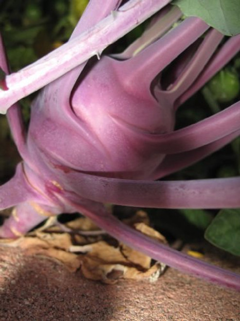 2000 PURPLE VIENNA KOHLRABI Brassica Oleracea Gongylodes Vegetable Seeds 2000 PURPLE VIENNA KOHLRABI Brassica Oleracea Gongylodes Vegetable Seeds