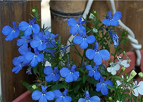 200 BLUE SAPPHIRE LOBELIA Erinus Flower Seeds