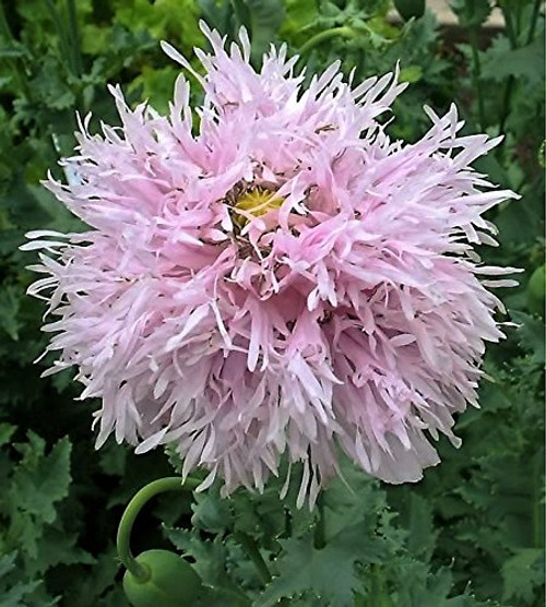 500 LILAC POMPOM PEONY POPPY Papaver Somniferum Purple Pompon Flower Seeds 500 LILAC POMPOM PEONY POPPY Papaver Somniferum Purple Pompon Flower Seeds