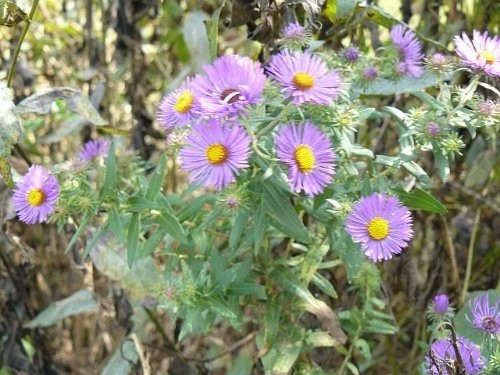 100 PURPLE NEW ENGLAND ASTER  Michaelmas Daisy  Aster Novae var Angliae Flower Seeds