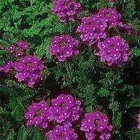 500 Purple HARDY MOSS VERBENA Verbena Tenuisecta Flower Seeds