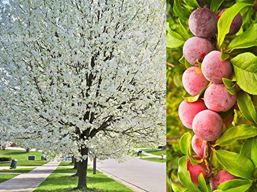 5 Seeds Red Purple Fruit White Flower American Plum Prunus Americana Shrub Tree SDF02