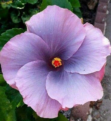 SmartMe 20 ct Purple Hibiscus White Perennial Flower Flowers