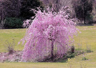 SmartMe 5 ct Dwarf Weeping Purple Cherry Tree Flowering Japanse Ornimental
