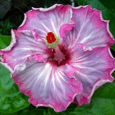SmartMe 20 ct Pink Purple Hibiscus Perennial Flower Flowers