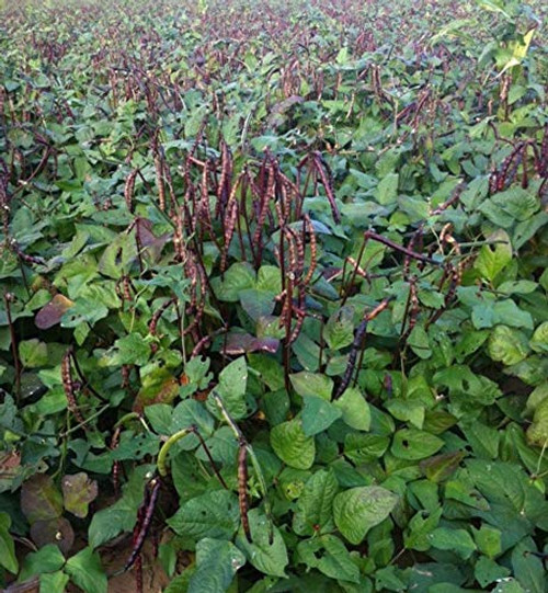 SmartMe Knuckle Purple Hull Cowpea ct - Crowder Peas Southern Pea ct  0.50 Ounce  -Plus90