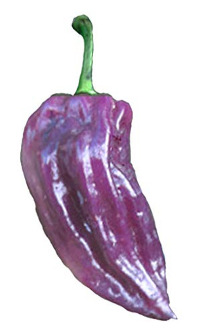 Bhut Jolokia Purple Ghost Pepper - 5 Seeds - Rare Variant - Non-GMO