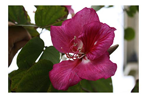 Bauhinia purpurea 10 seeds Purple Orchid Tree Small evergreen classic fragrance or the home or greenhouse or zone 9Plus outdoors Bauhinia purpurea 10 seeds Purple Orchid Tree Small evergreen classic fragrance or the home or greenhouse or zone 9Plus outdoors