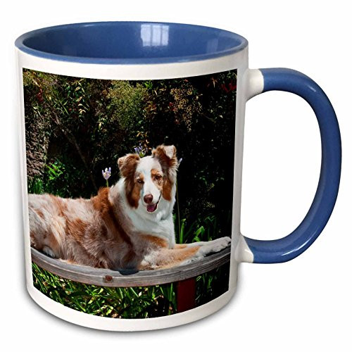 3dRose Australian Shepherd Dog-US05 ZMU0027-Zandria Muench Beraldo Two Tone Mug  11 oz  Blue White