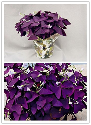 10 pcs Purple Shamrock- Oxalis triangularis Bulbs Easy Grow Perennial