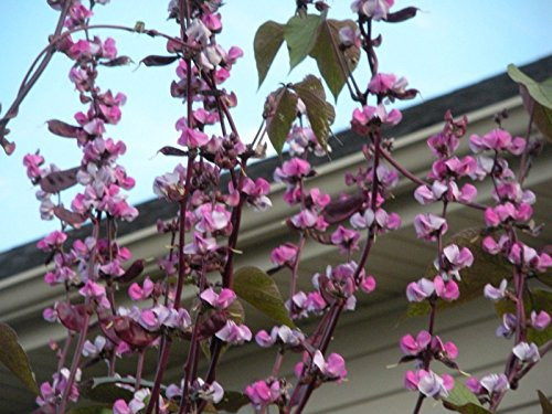Purple Hyacinth BEAN- 50 Seed Dolichos Lablab Great on Trellis Drought Tolerant