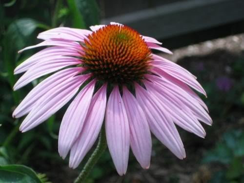 1000 PURPLE CONEFLOWER Echinacea Purpurea Flower Seeds