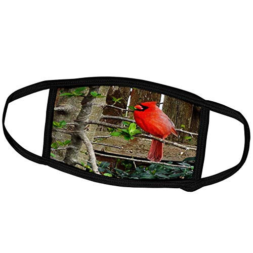 3dRose Face Mask Medium  Bright Red Cardinal by Wooden Fence
