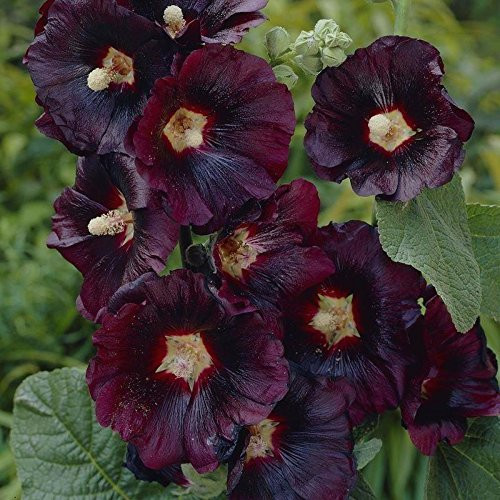 Black Hollyhock Seeds  Alcea rosea nigra  40Plus Organic Heirloom Seeds in FROZEN SEED CAPSULES for The Gardener  and  Rare Seeds Collector - Plant Seeds Now or Save Seeds for Many Years