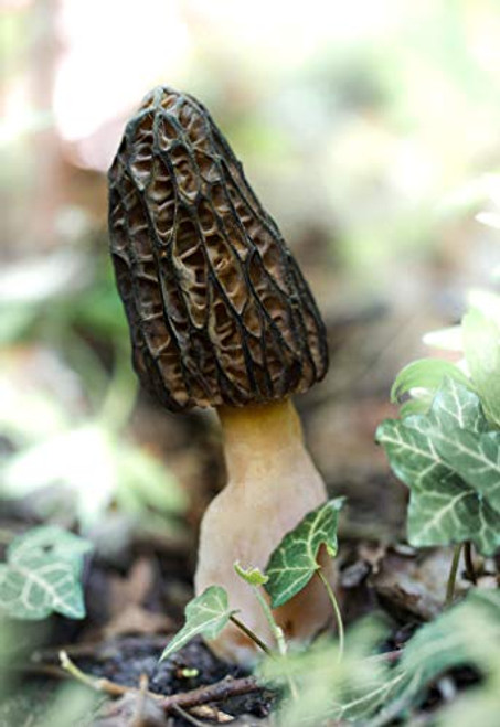 Morel Mushrooms Mycelium Spores  Latin. Morchella Elata  Black Morel Seeds Morchella Spores Garden Mushrooms Mycelium Spawn