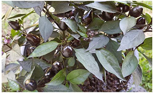 Pretty in Purple  HOT Pepper Seeds  Capsicum annuum Ornamental and Edible Organically Grown  Direct from Grower in USA.  18Plus Seeds