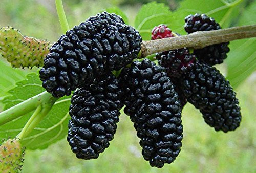 Black Mulberry - Morus nigra 100 Seeds  Organically Grown