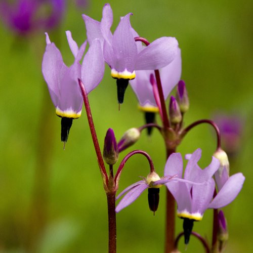 25Plus Purple Dodecatheon Meadia Midlands Shooting Star Perennial   Shade Loving Flower Seeds   Perennial