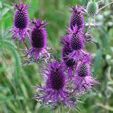 Elwyn 55pcs Purple Sheen Sea Holly Plant Seeds