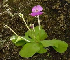 Elwyn 10 Mexican Butterwort Carnivorous Flower Seeds Purple.