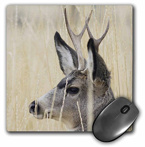 3dRose LLC 8 x 8 x 0.25 Inches USA Idaho Mule Deer Buck Gerry Reynolds Mouse Pad (mp_90101_1)